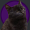 AlleonoriCat