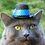 hatcat